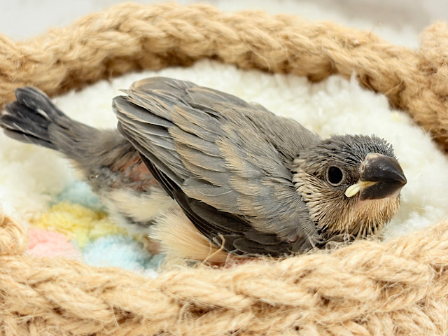 特技はどこでも寝れること🐣‏💤桜文鳥 ヒナ