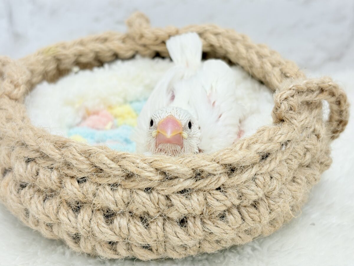 真っ白もちもち🐣🍡白文鳥 ヒナ 白文鳥