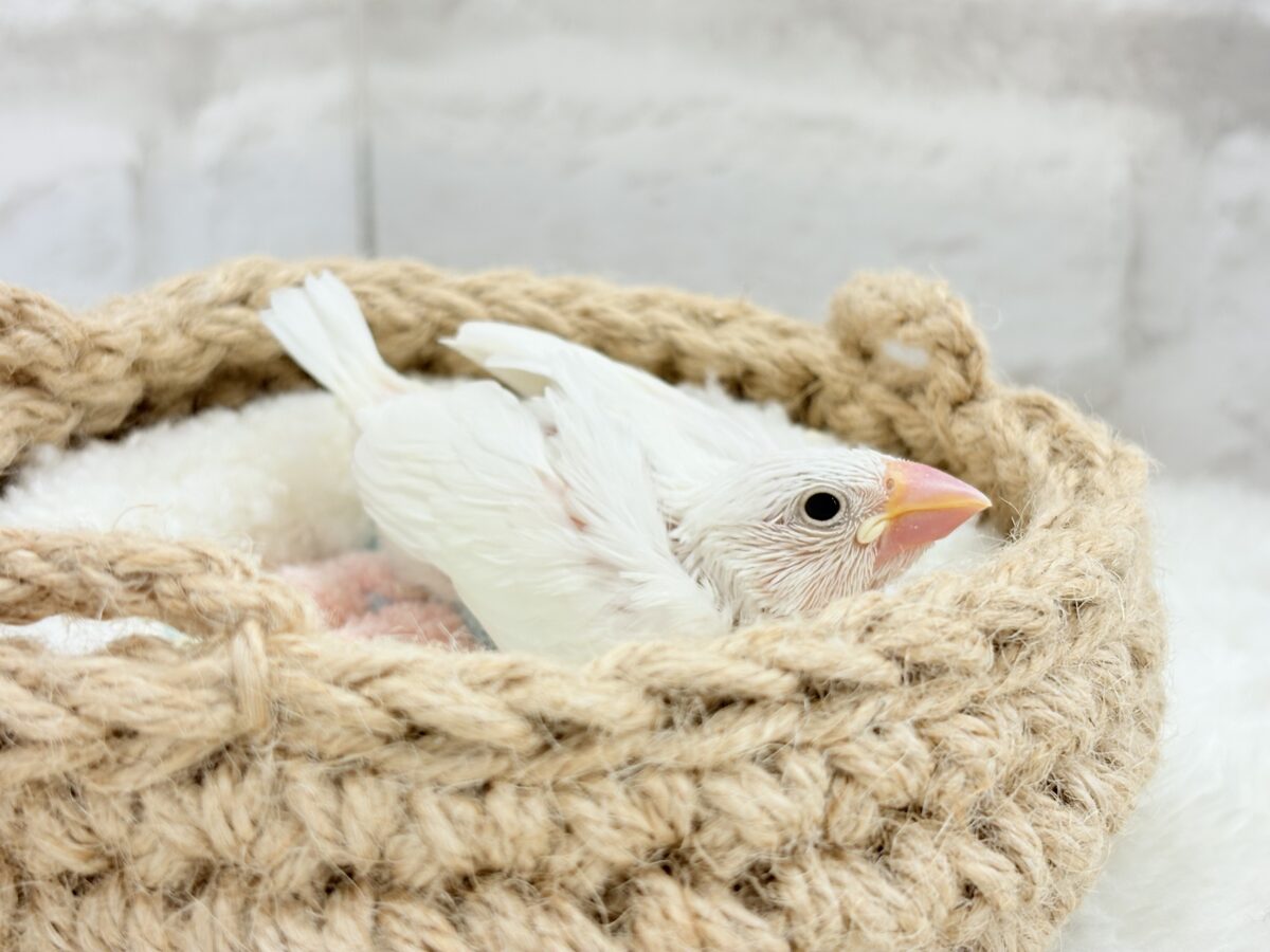 白文鳥
