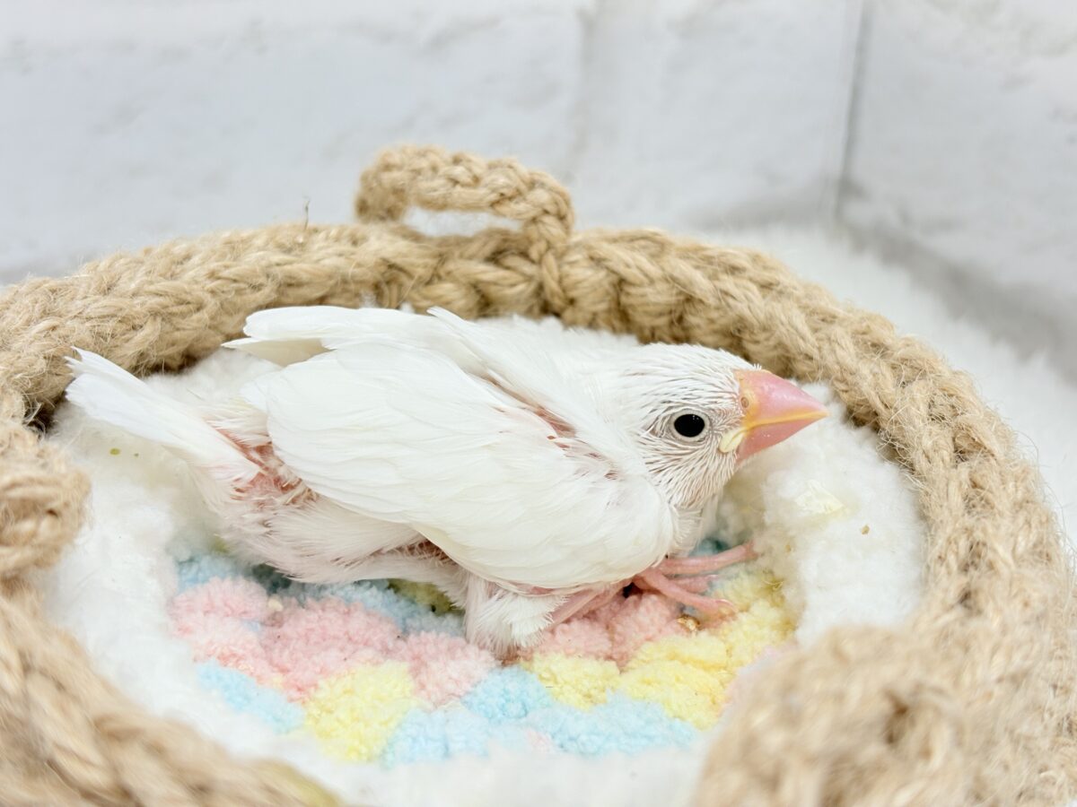 真っ白もちもち🐣🍡白文鳥 ヒナ 白文鳥