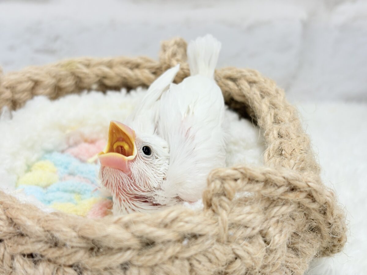 真っ白もちもち🐣🍡白文鳥 ヒナ 白文鳥