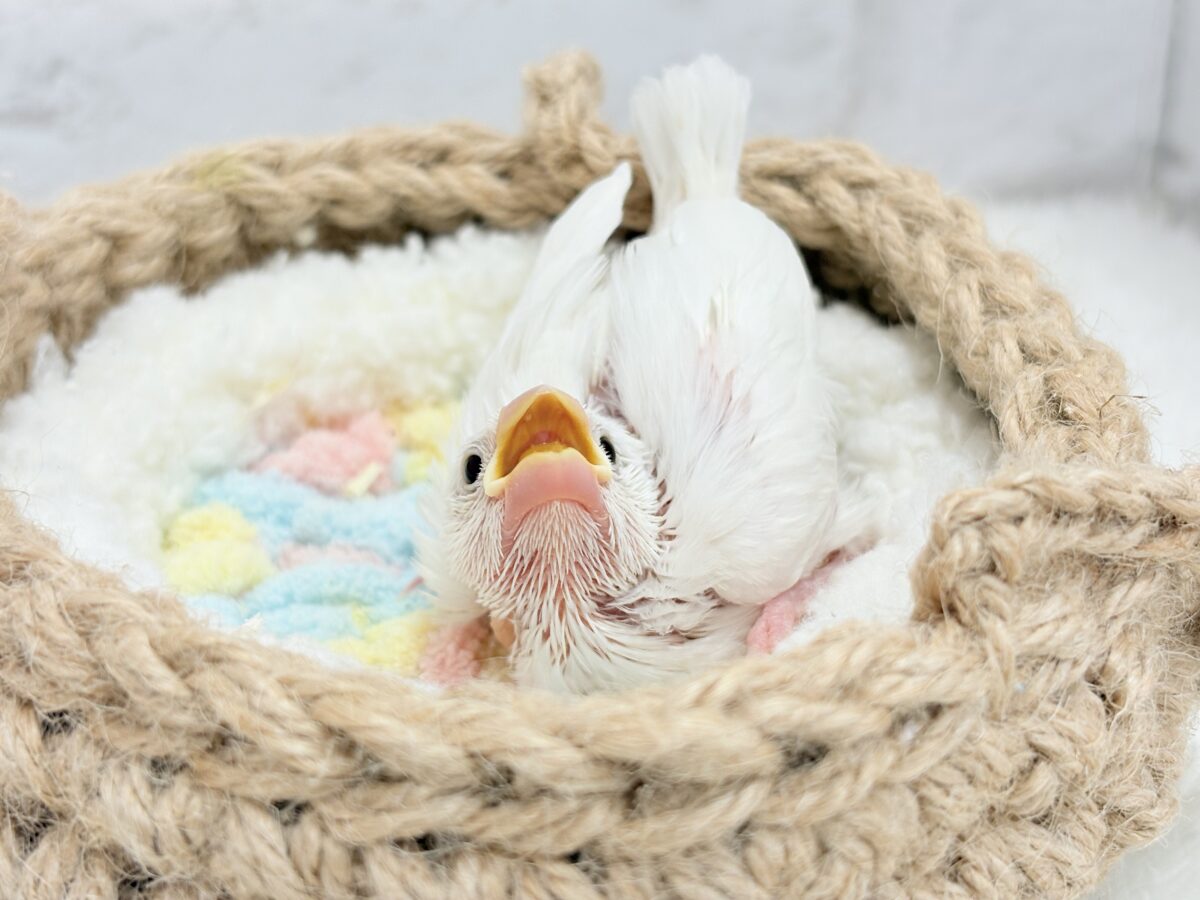 真っ白もちもち🐣🍡白文鳥 ヒナ 白文鳥