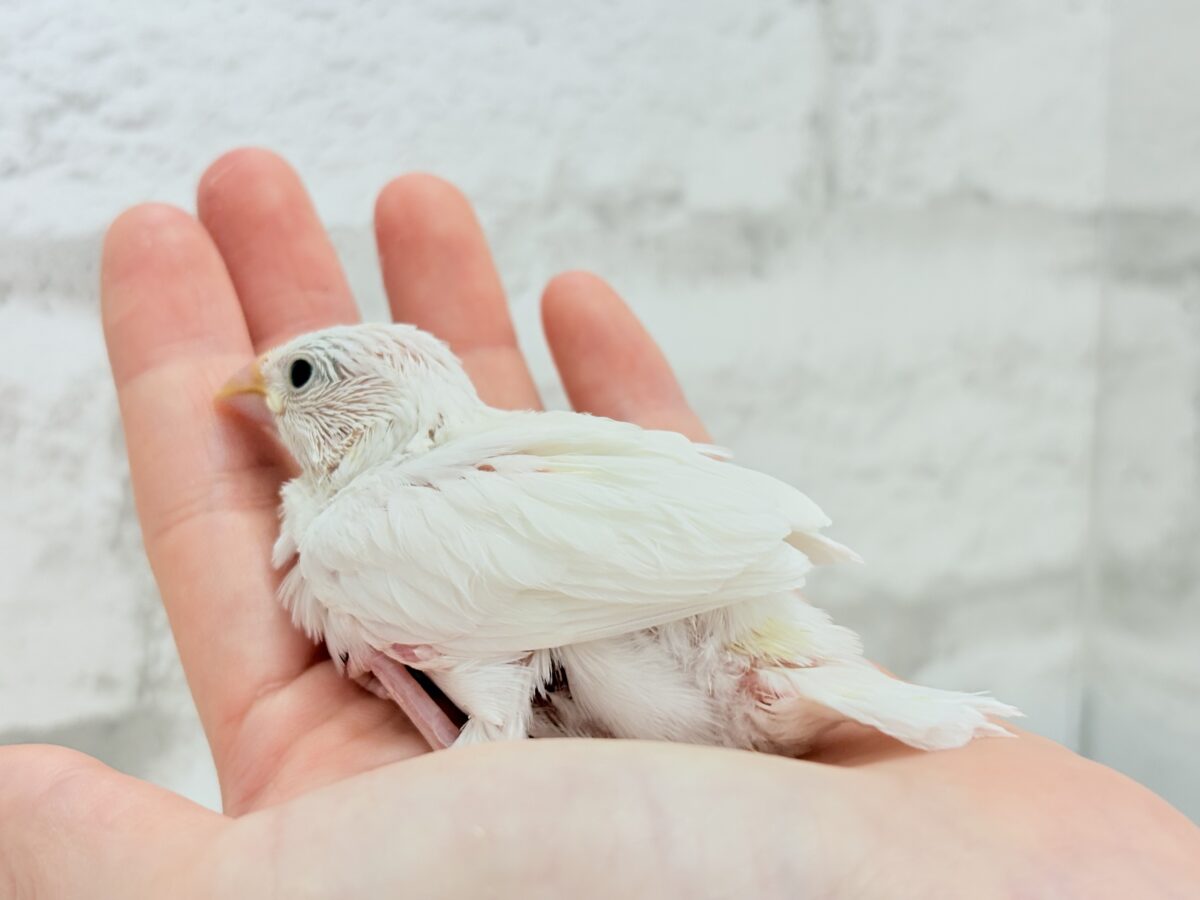 白文鳥