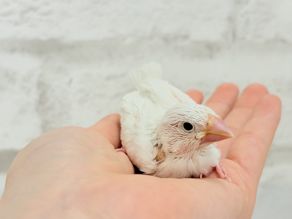 白文鳥