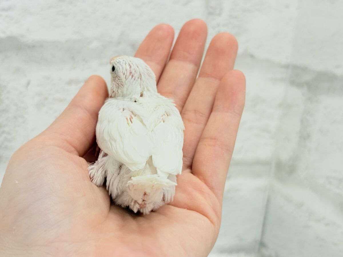 白文鳥