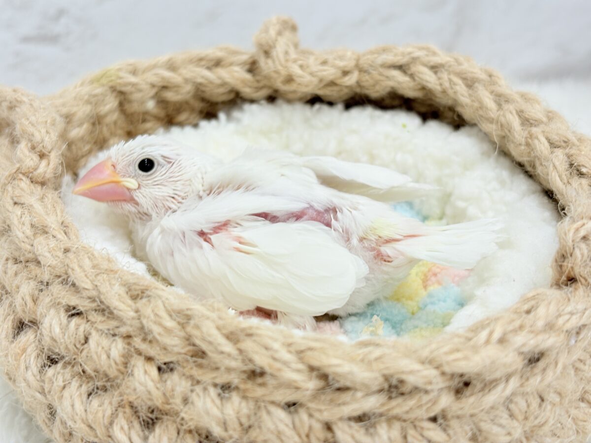 真っ白もちもち🐣🍡白文鳥 ヒナ 白文鳥