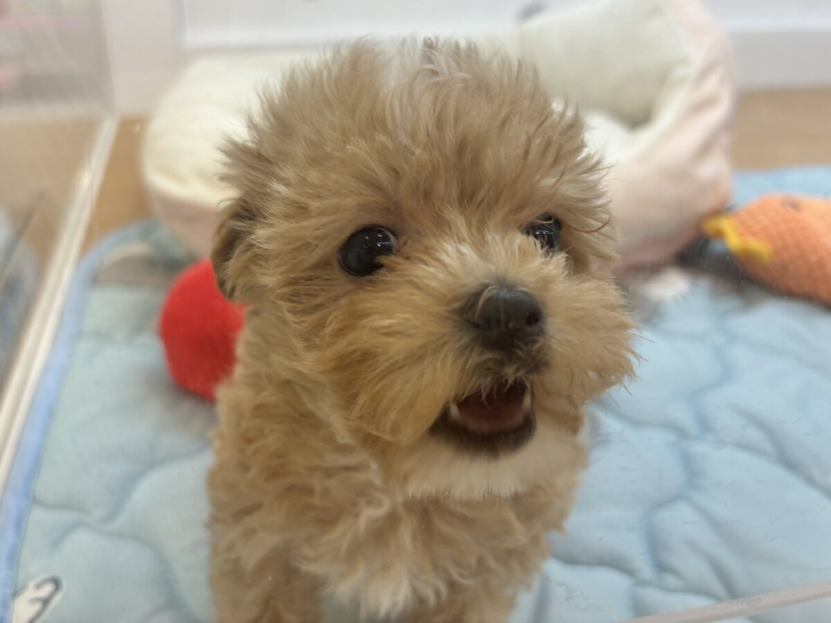 マルプー