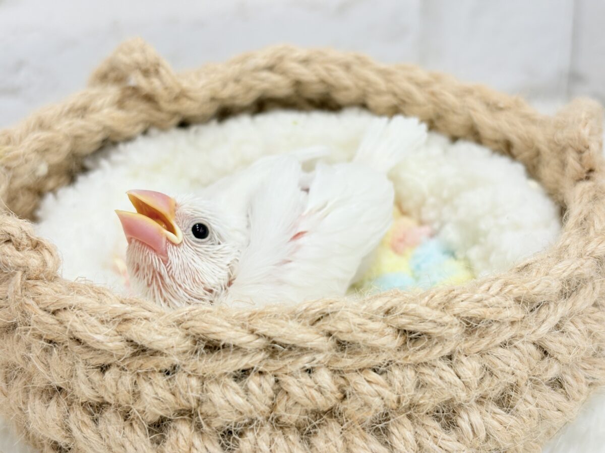 白文鳥