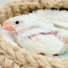 真っ白もちもち🐣🍡白文鳥 ヒナ