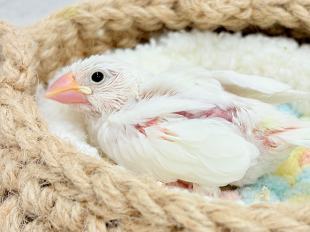 真っ白もちもち🐣🍡白文鳥 ヒナ