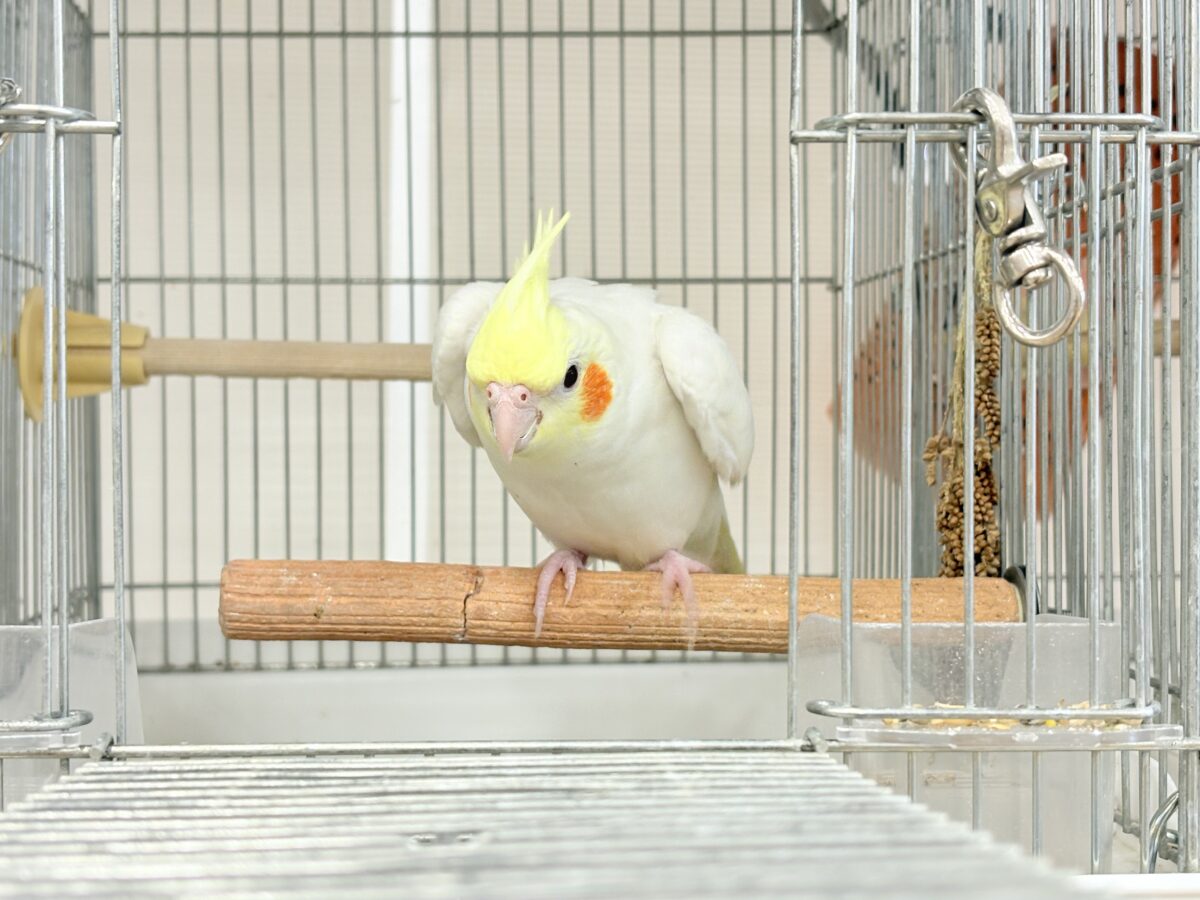 場馴れNo.1オカメちゃん🐥🪅オカメインコ(ルチノー)