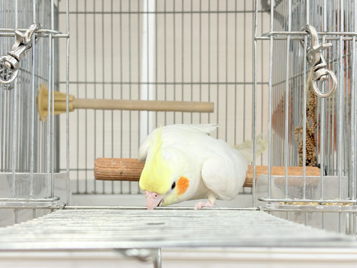 オカメインコ
