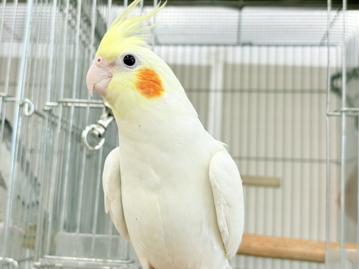 場馴れNo.1オカメちゃん🐥🪅オカメインコ(ルチノー) オカメインコ