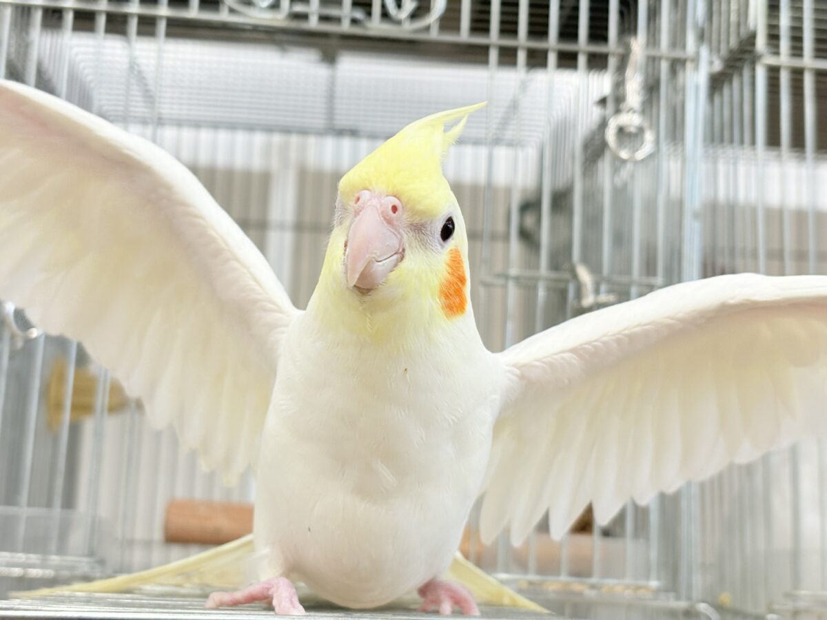 オカメインコルチノーさんの大きながま口♪ 場馴れNo.1オカメちゃん🐥🪅オカメインコ(ルチノー)
