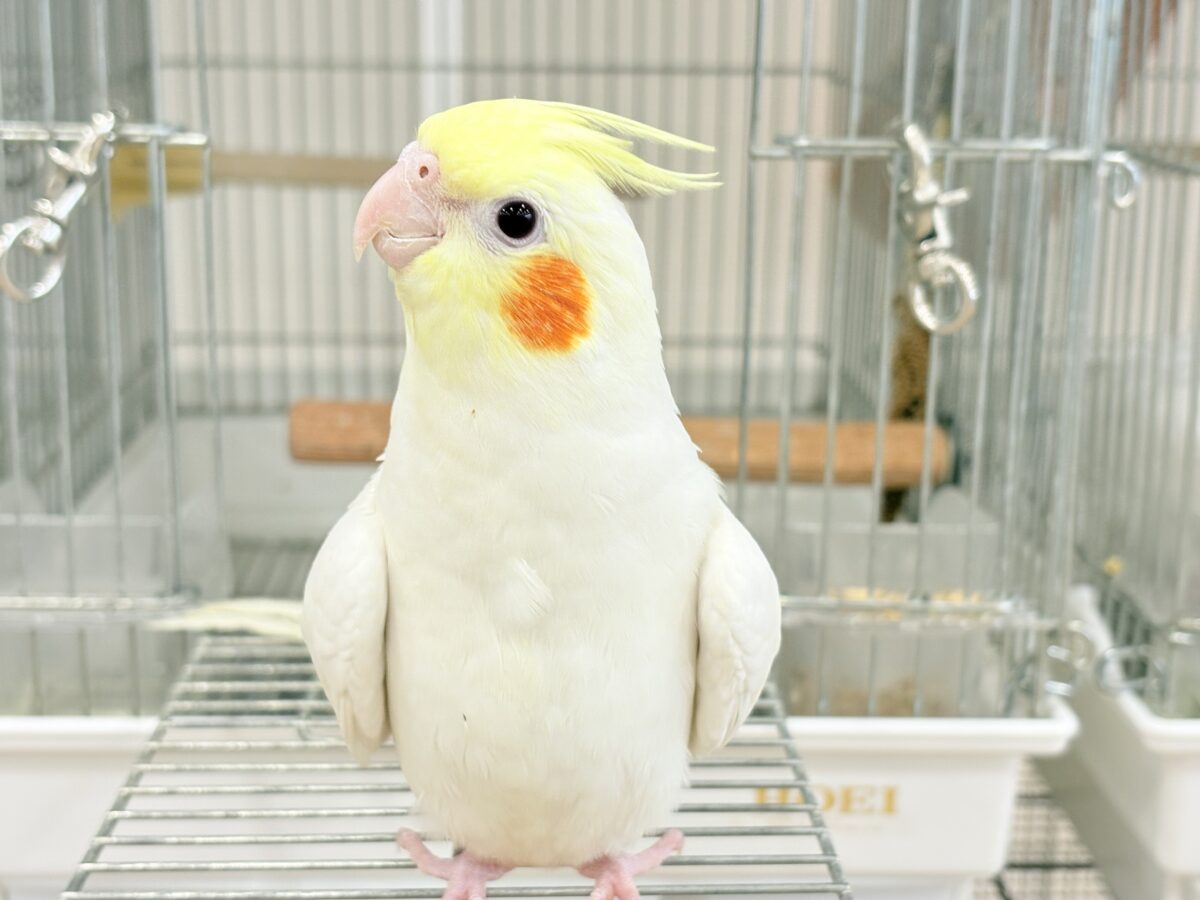 オカメインコ