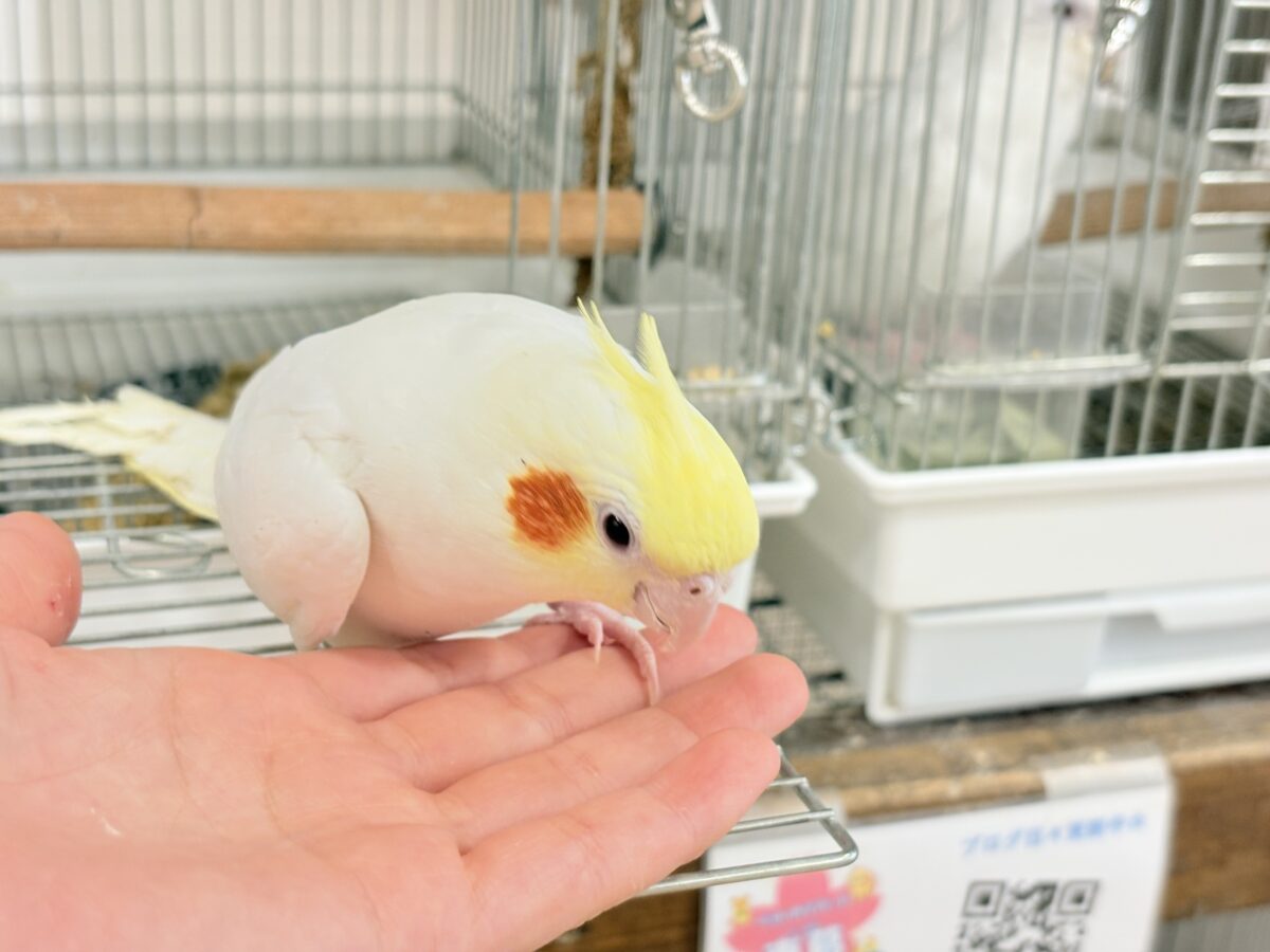 オカメインコ