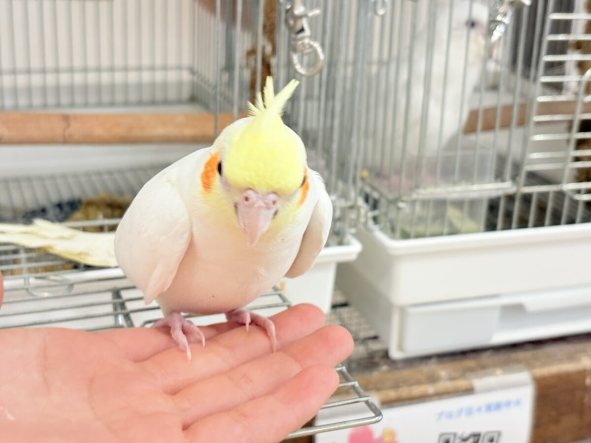 場馴れNo.1オカメちゃん🐥🪅オカメインコ(ルチノー)
