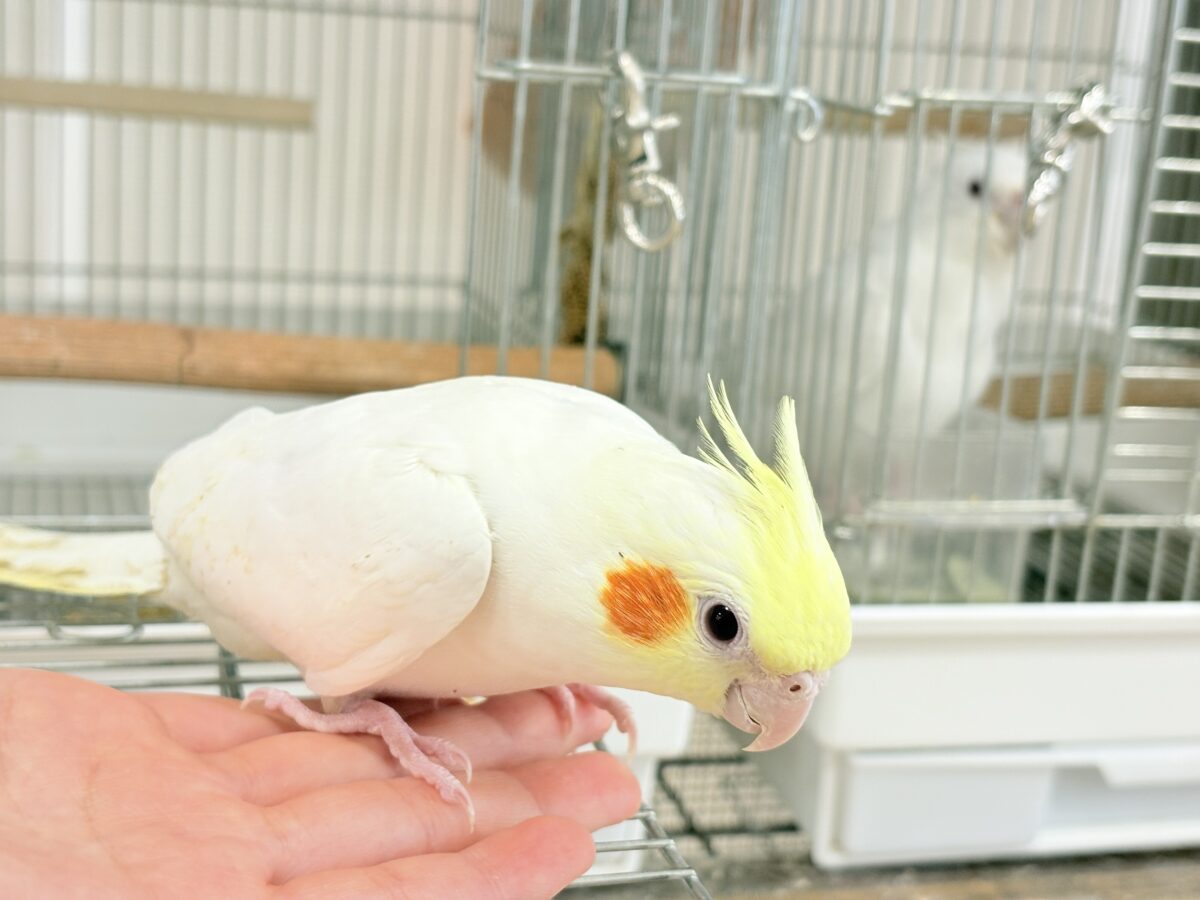 オカメインコ