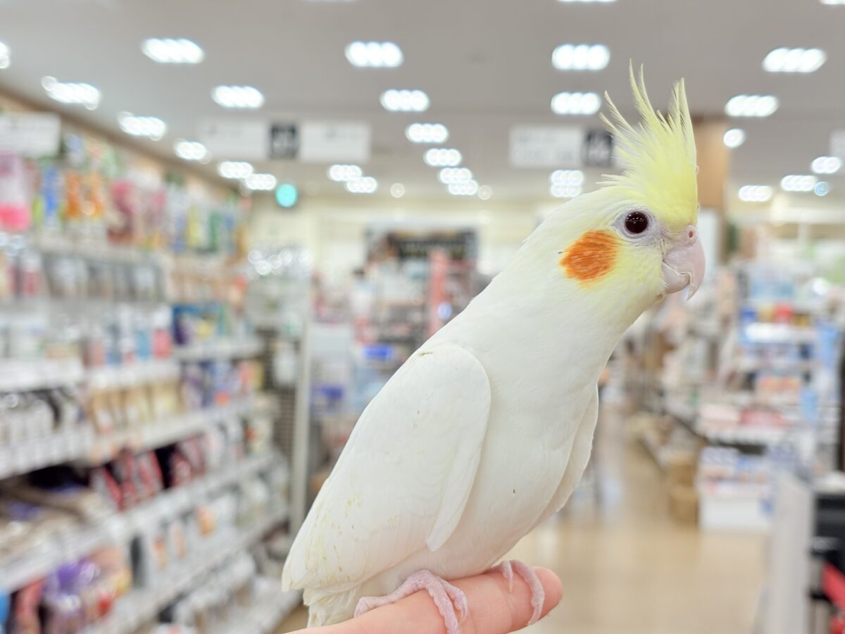 オカメインコ