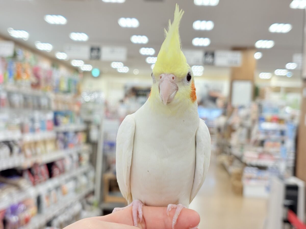 場馴れNo.1オカメちゃん🐥🪅オカメインコ(ルチノー)