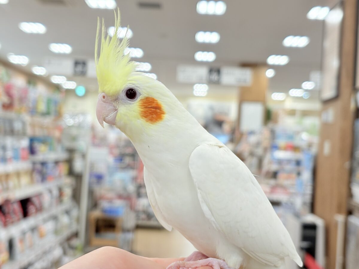オカメインコ