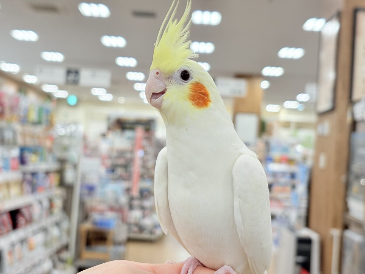 場馴れNo.1オカメちゃん🐥🪅オカメインコ(ルチノー)