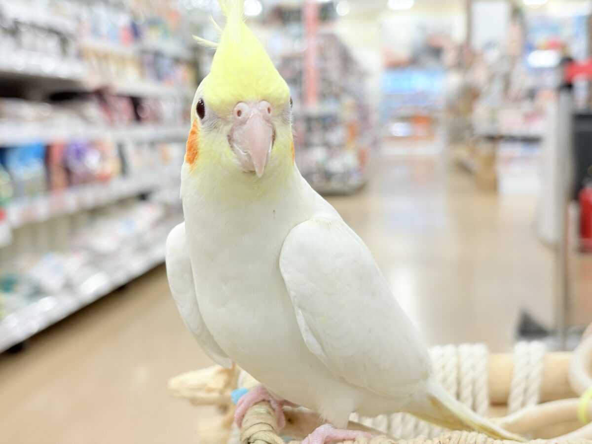 オカメインコ