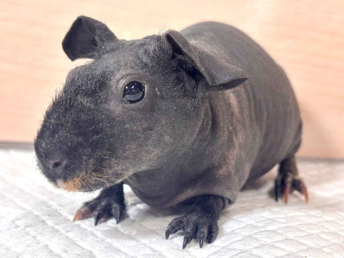 スキニーギニアピッグ
