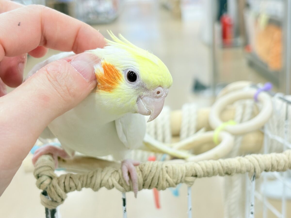 場馴れNo.1オカメちゃん🐥🪅オカメインコ(ルチノー) オカメインコ