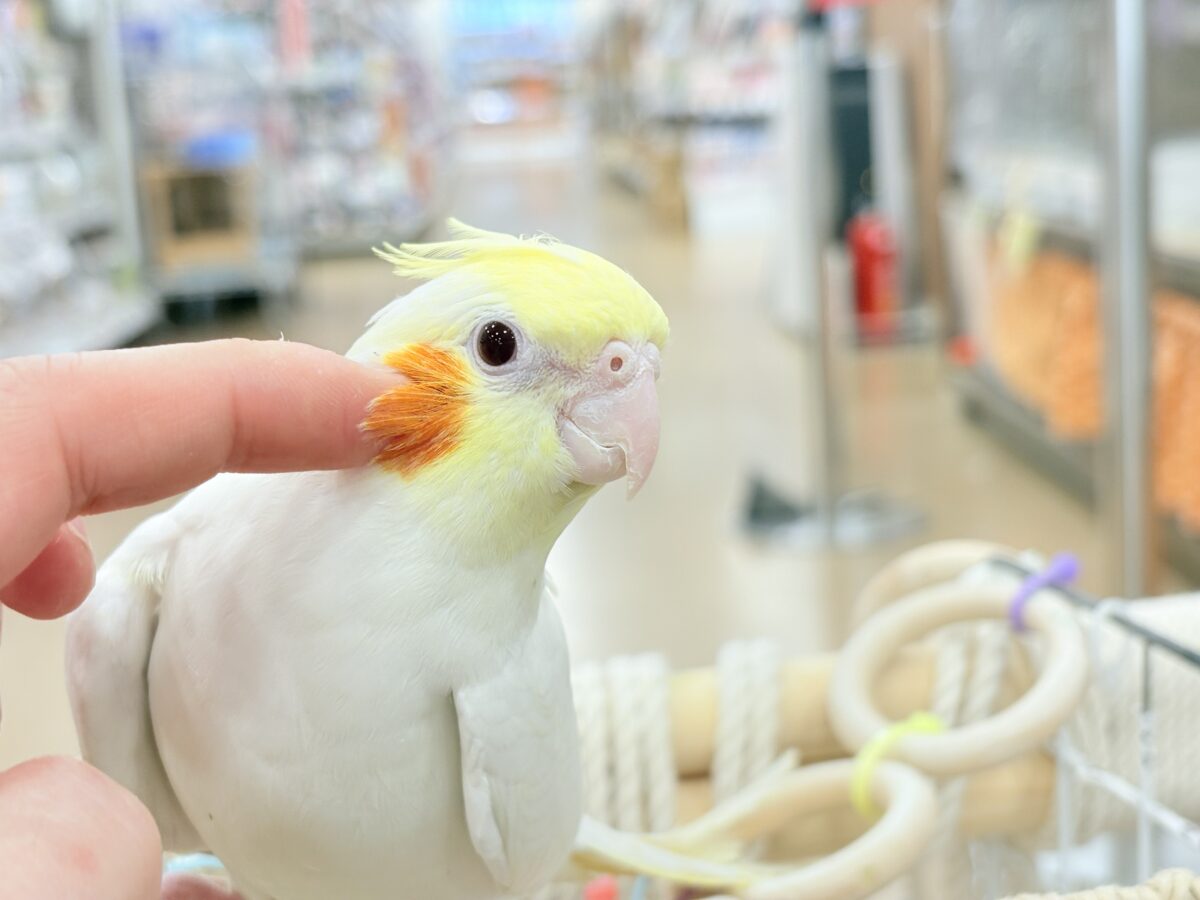 場馴れNo.1オカメちゃん🐥🪅オカメインコ(ルチノー) オカメインコ