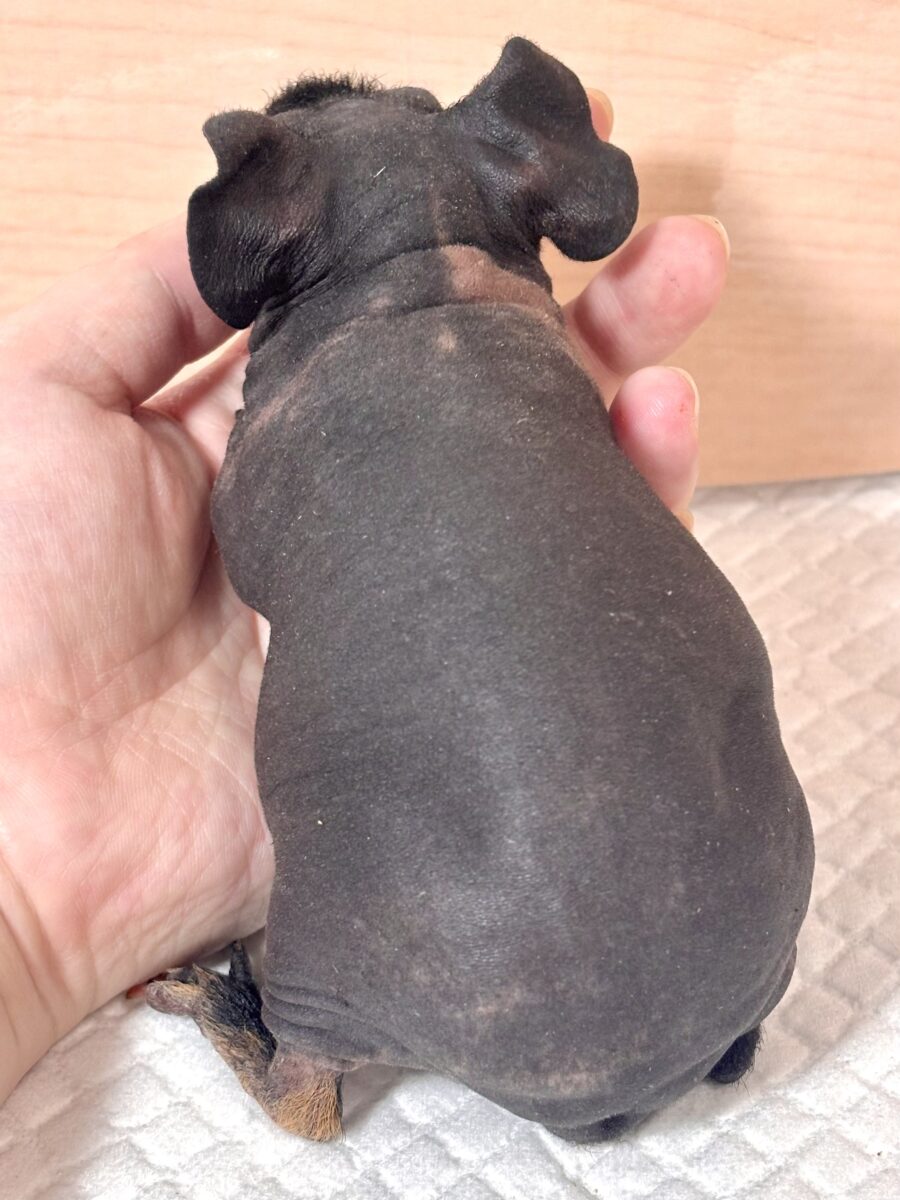 スキニーギニアピッグ
