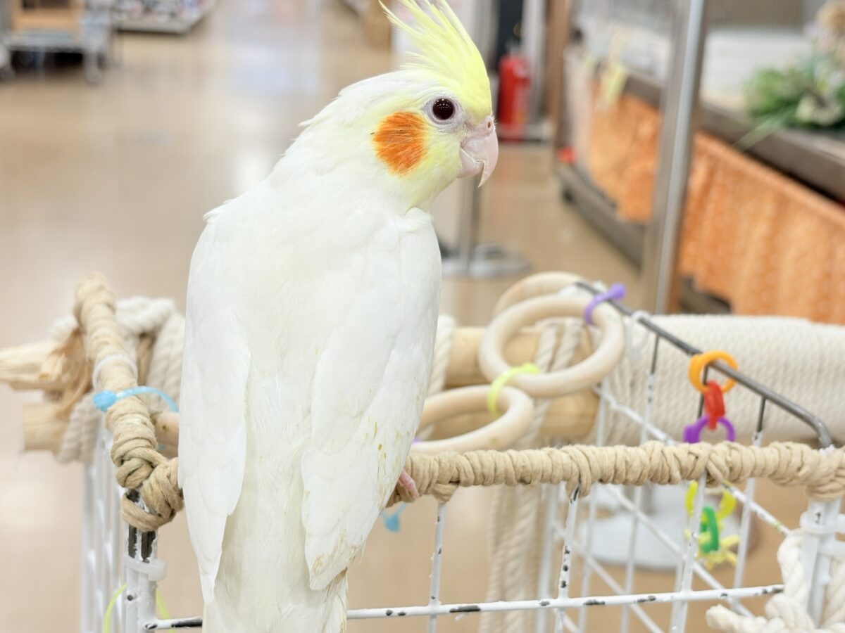 場馴れNo.1オカメちゃん🐥🪅オカメインコ(ルチノー) オカメインコ