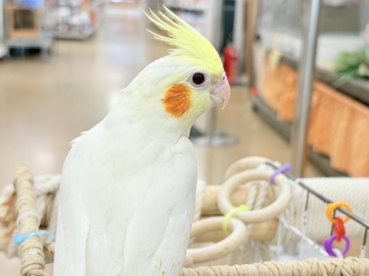 オカメインコ
