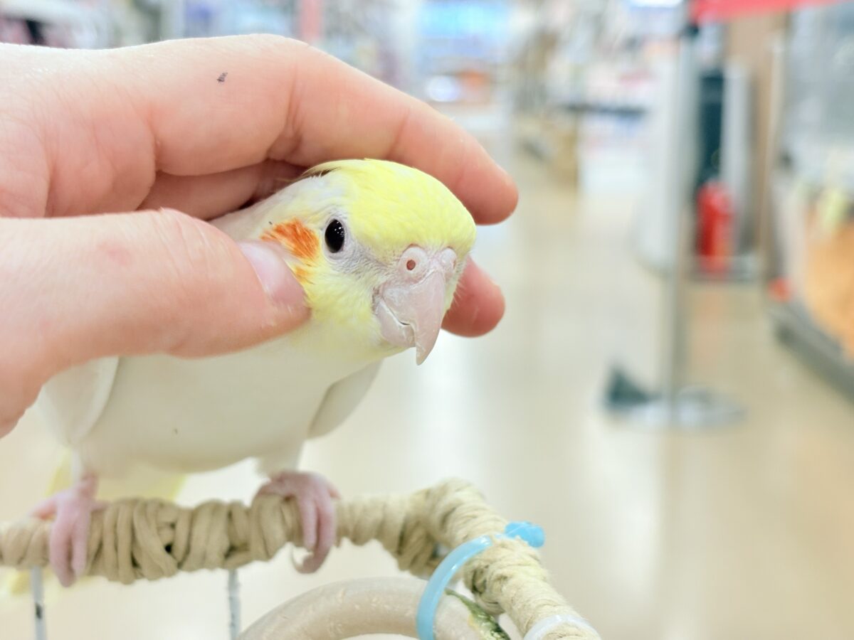 オカメインコ