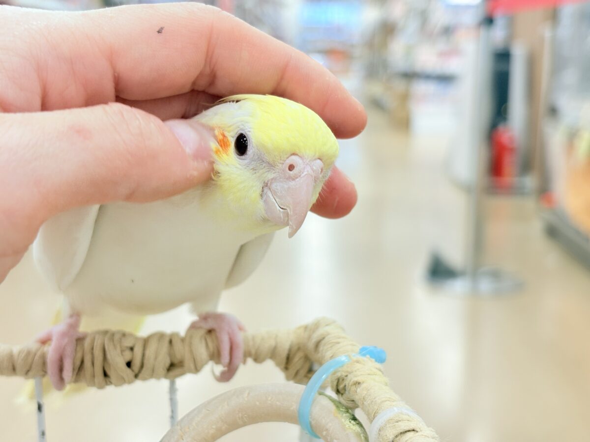 場馴れNo.1オカメちゃん🐥🪅オカメインコ(ルチノー)