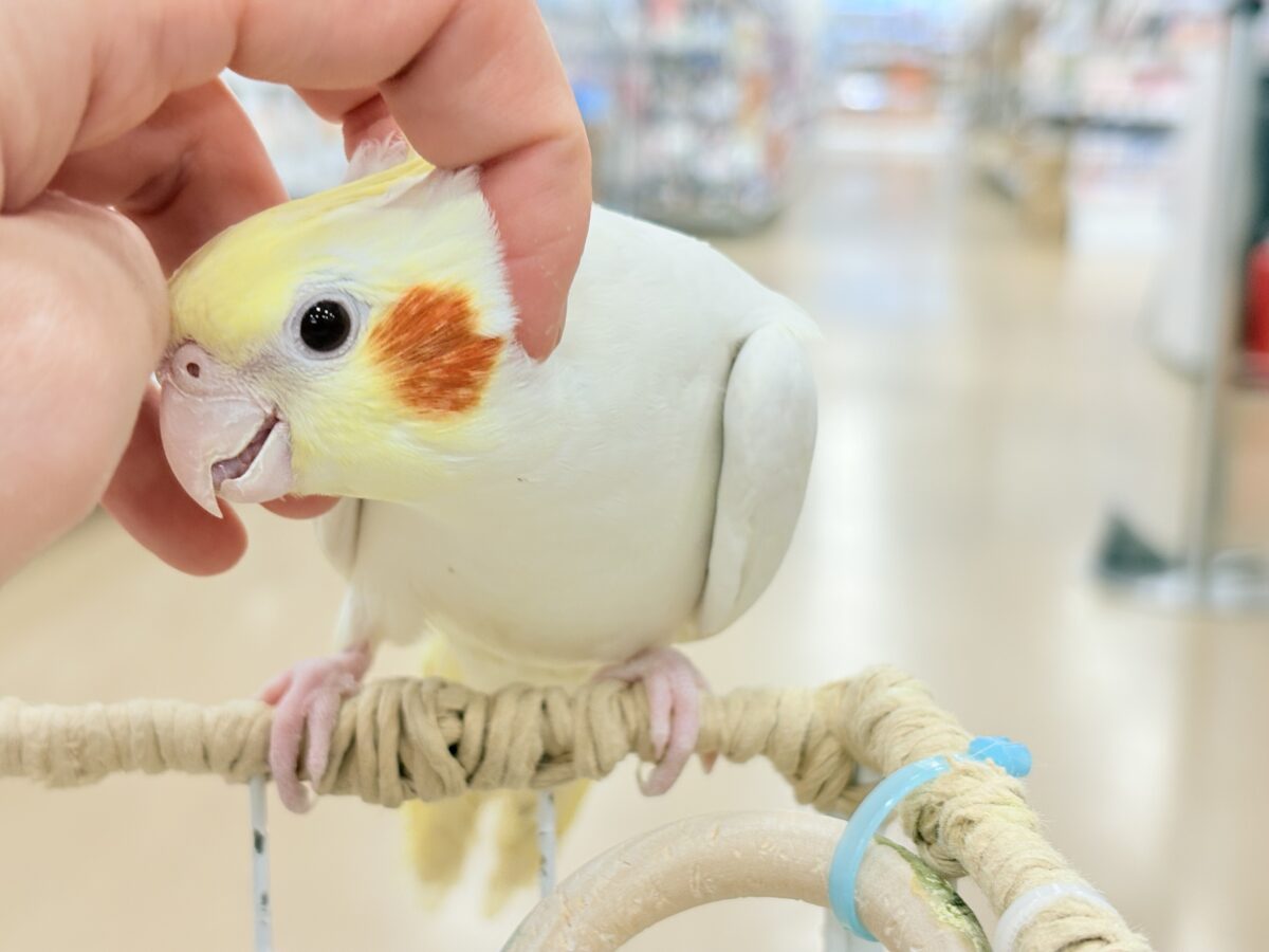 場馴れNo.1オカメちゃん🐥🪅オカメインコ(ルチノー) オカメインコ