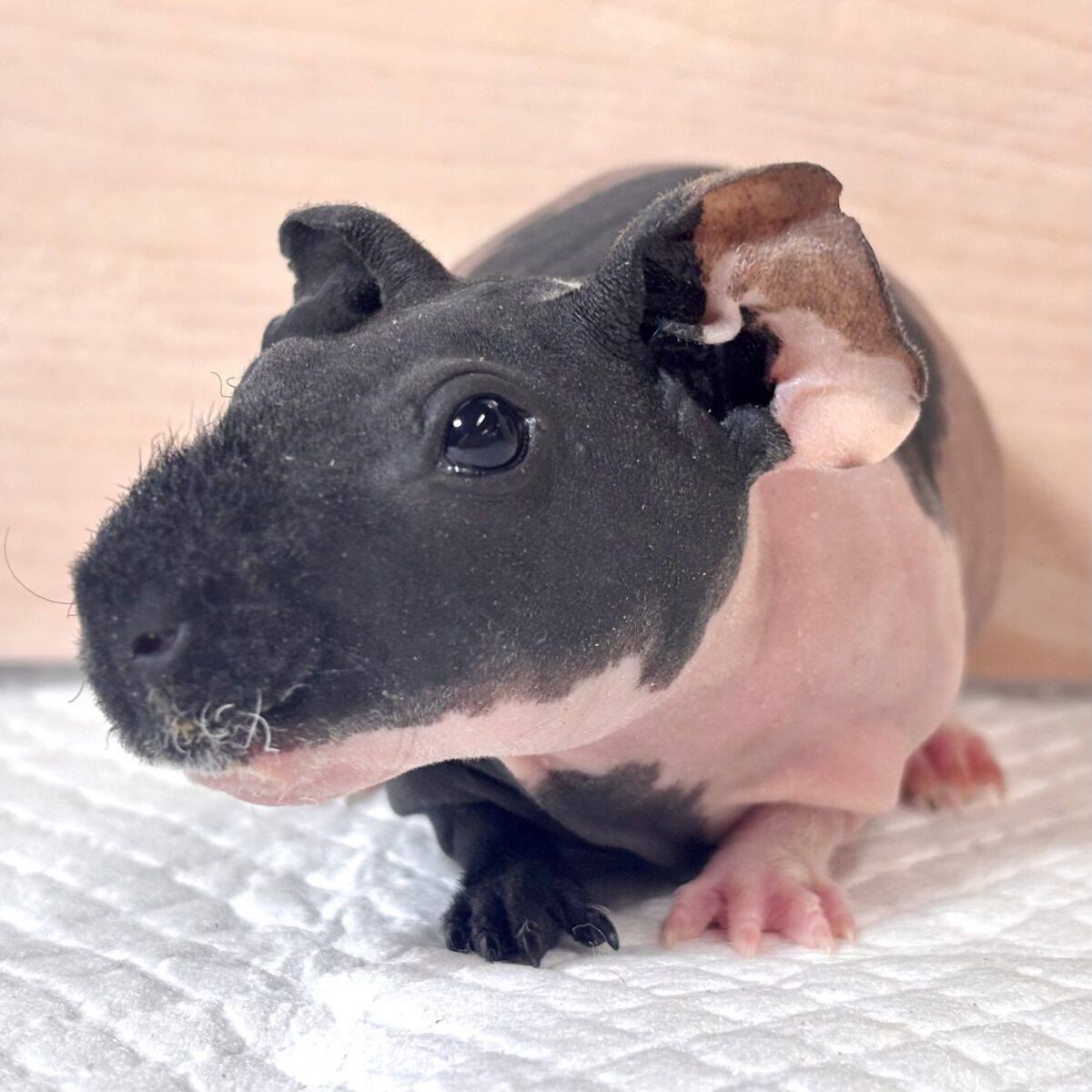 スキニーギニアピッグ 2色 男の子 ‪🤎🖤*.☆ﾟ