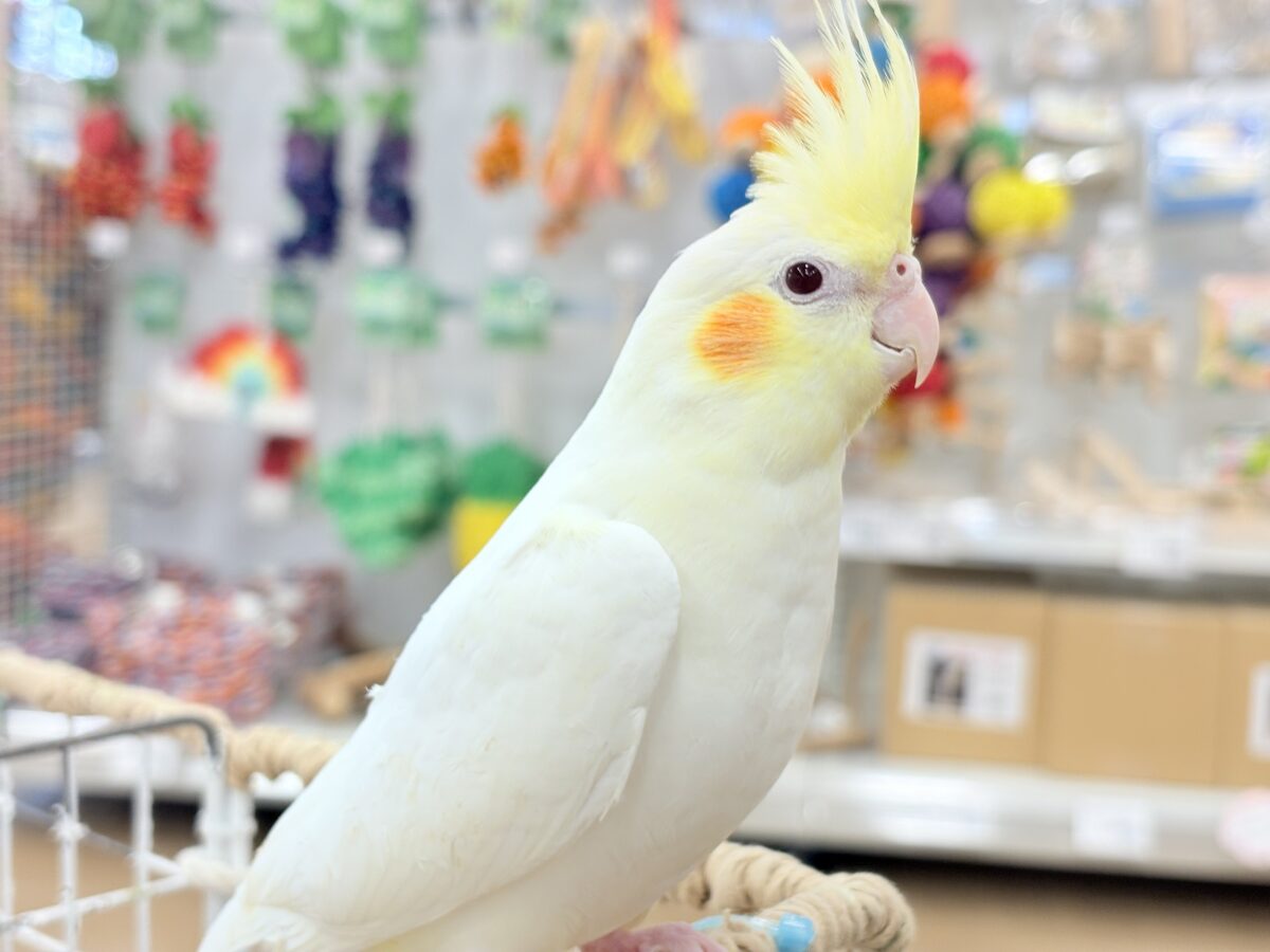 おしとやか系?美人さん🐥💛オカメインコ(ルチノー) オカメインコ