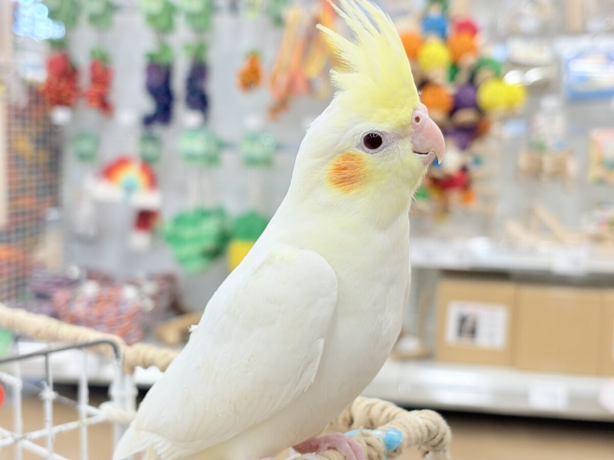 おしとやか系?美人さん🐥💛オカメインコ(ルチノー) オカメインコ