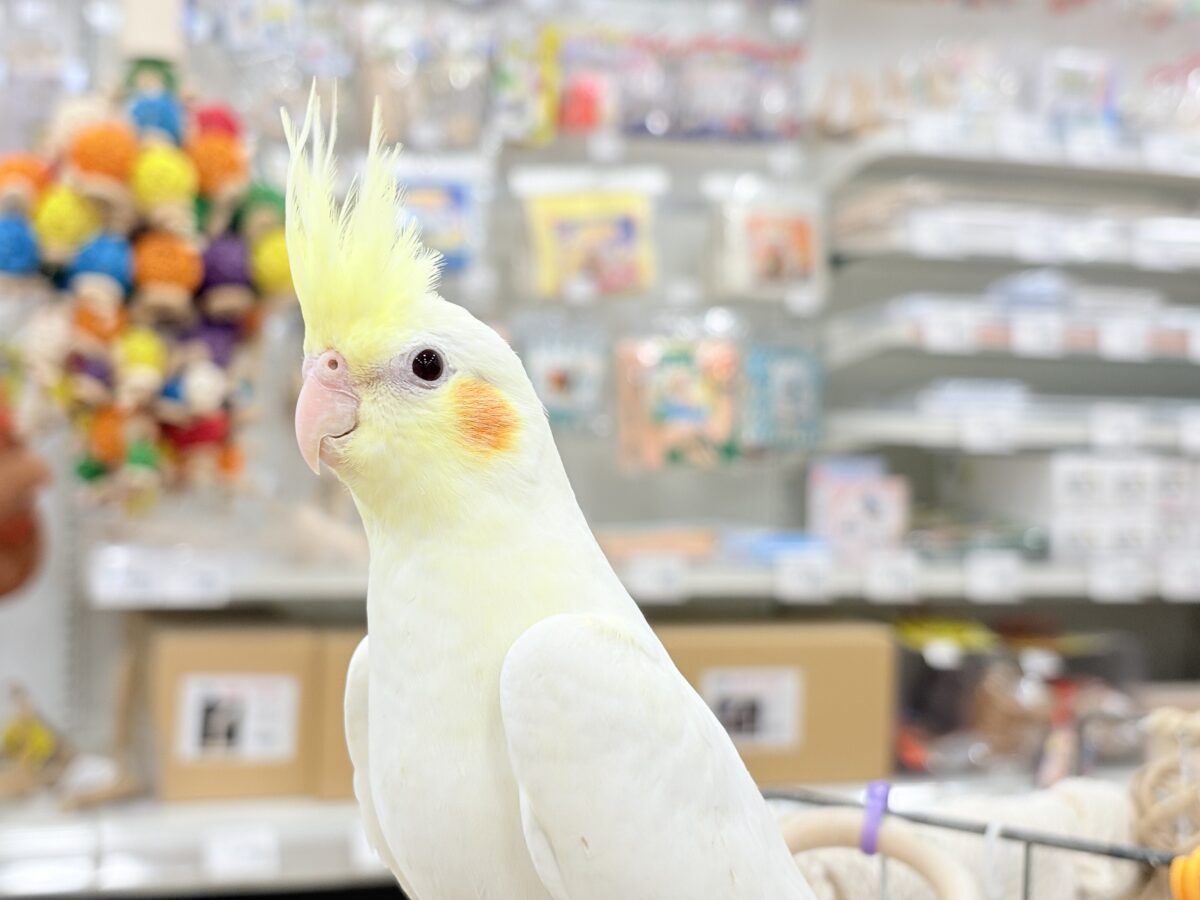 オカメインコ