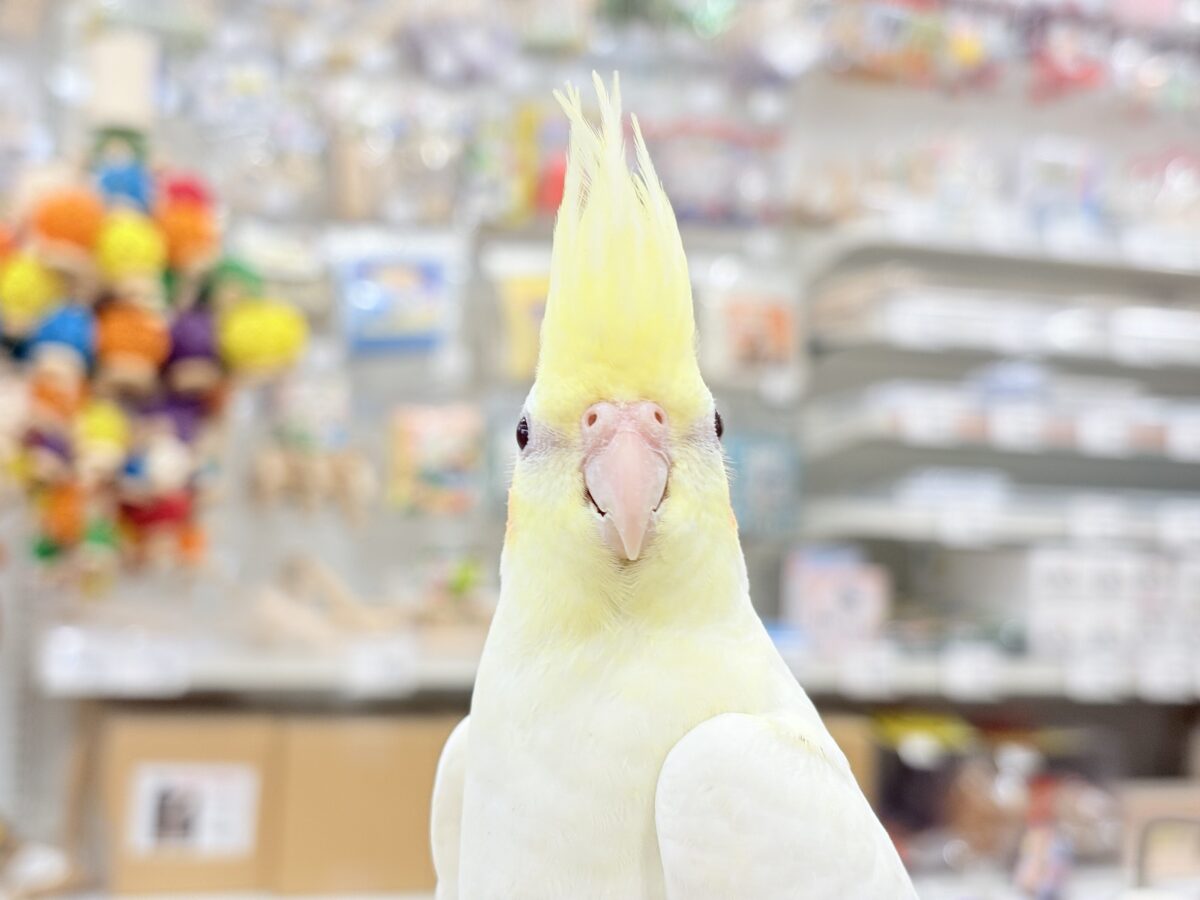 オカメインコ