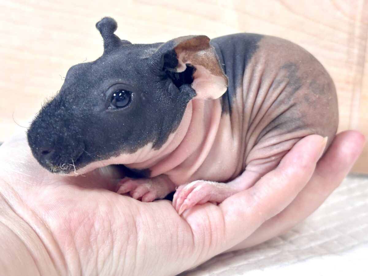 スキニーギニアピッグ