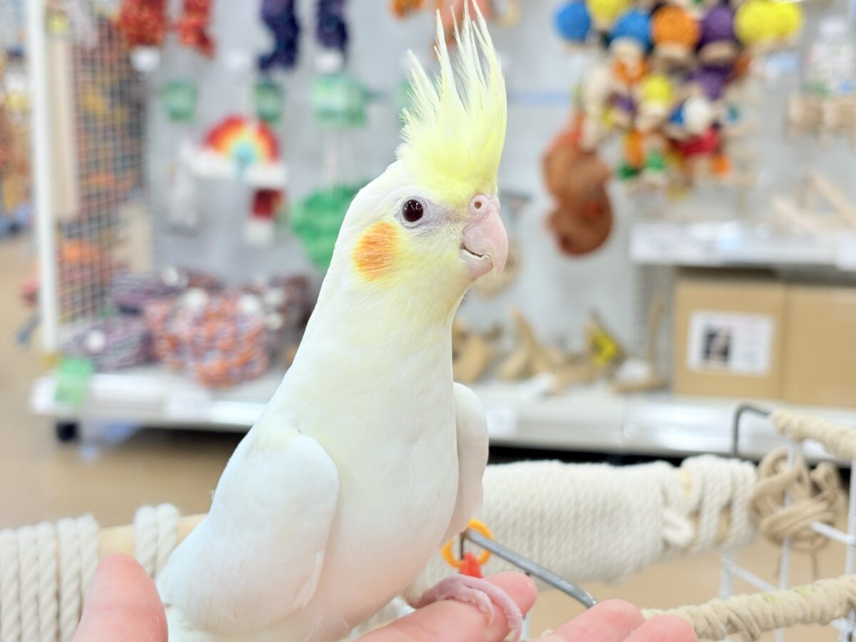オカメインコ