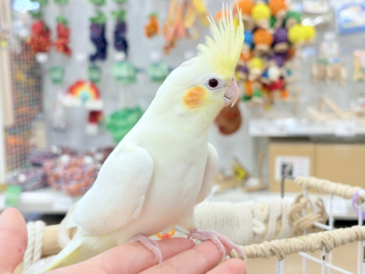 おしとやか系?美人さん🐥💛オカメインコ(ルチノー) オカメインコ