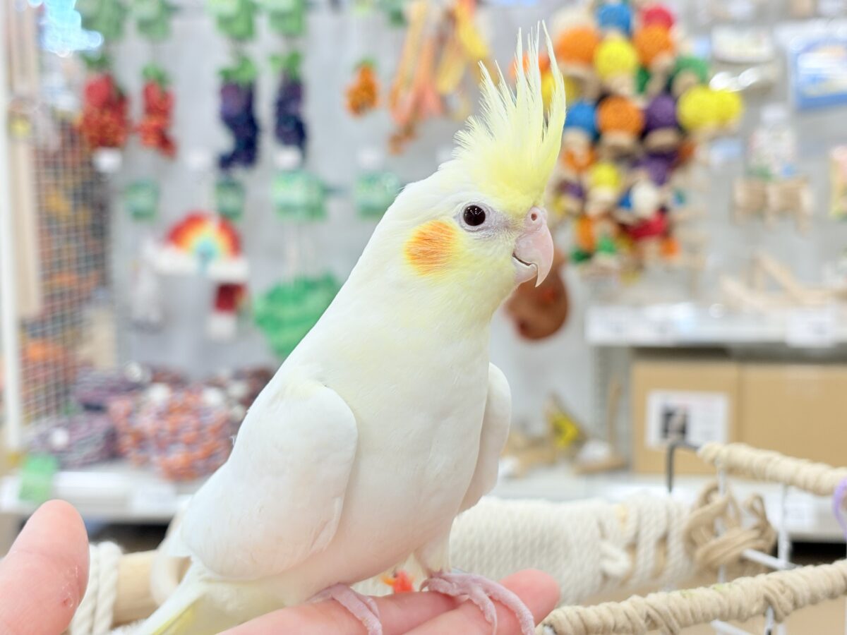 おしとやか系？美人さん🐥💛オカメインコ(ルチノー)
