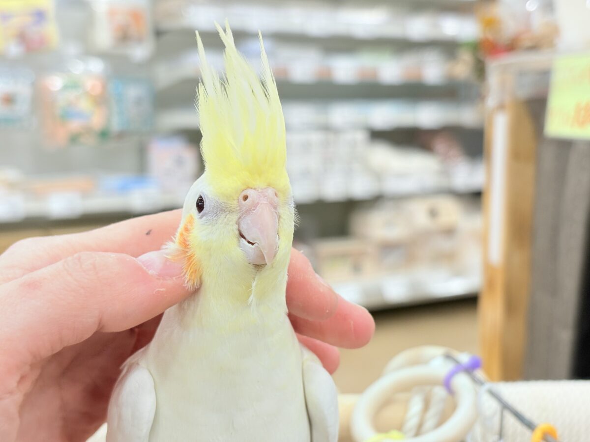 オカメインコ