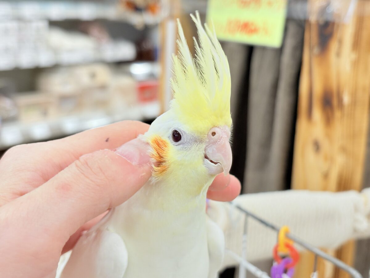 オカメインコ