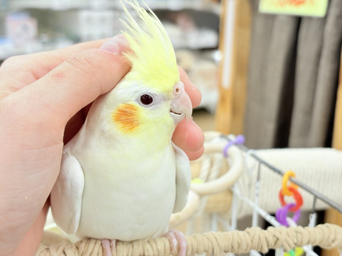 オカメインコ