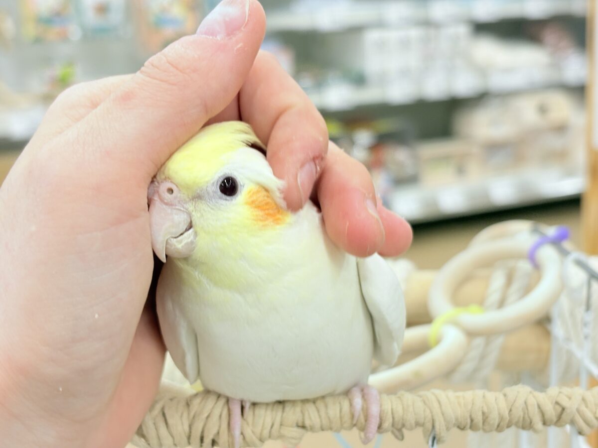 オカメインコ
