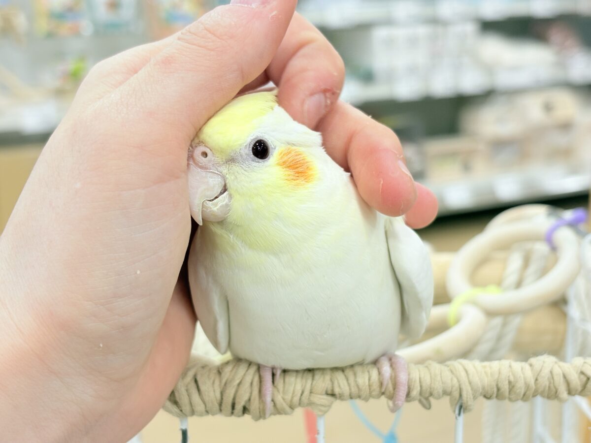 おしとやか系?美人さん🐥💛オカメインコ(ルチノー) オカメインコ